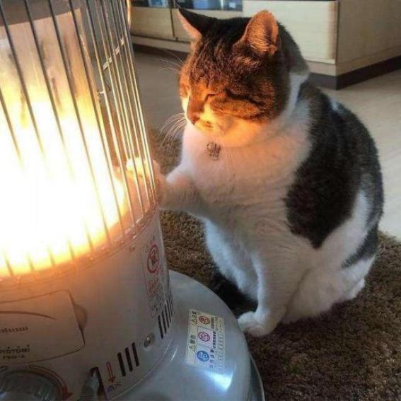 kediyi elektrikli ısıtmadan uzak tutun